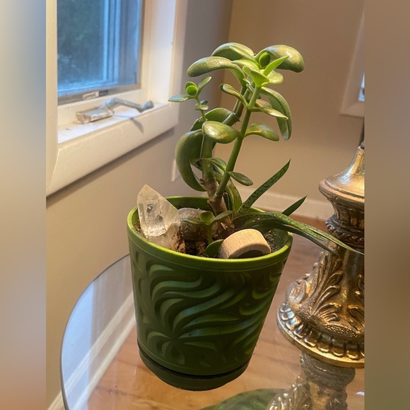 Jade tree - Picture 3 of 3